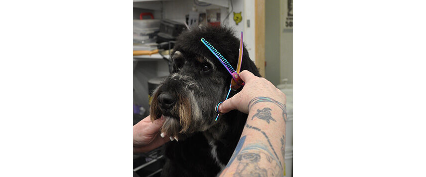 Grooming the Bernadoodle
